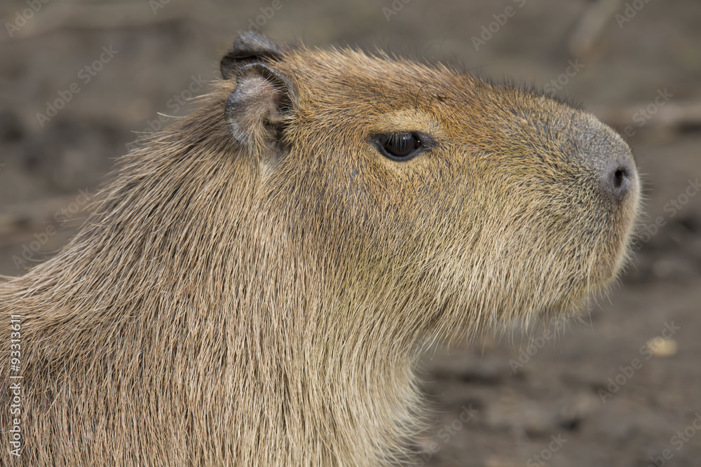 Obraz premium portrait Capybara, Hydrochoerus hydrochaeris,