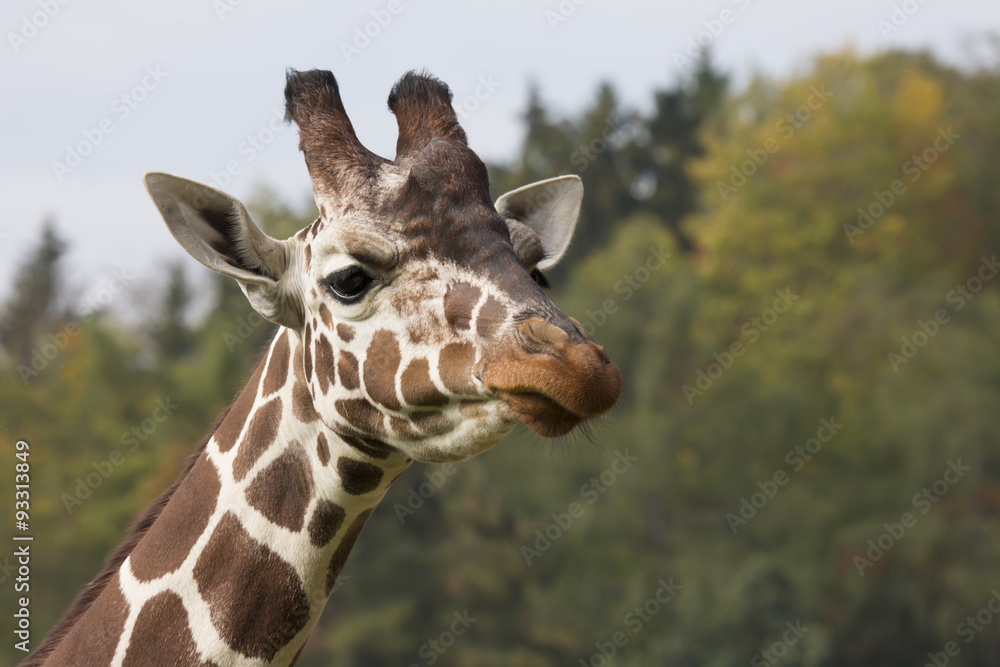 Obraz premium Portrait Reticulated Giraffe, Giraffa camelopardalis reticulata,