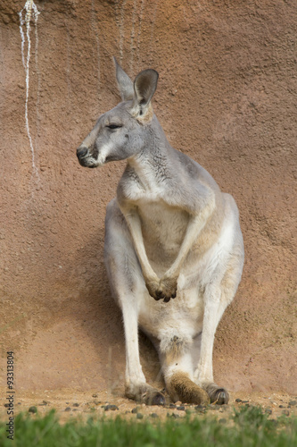 female red kangaroo, Megaleia rufa