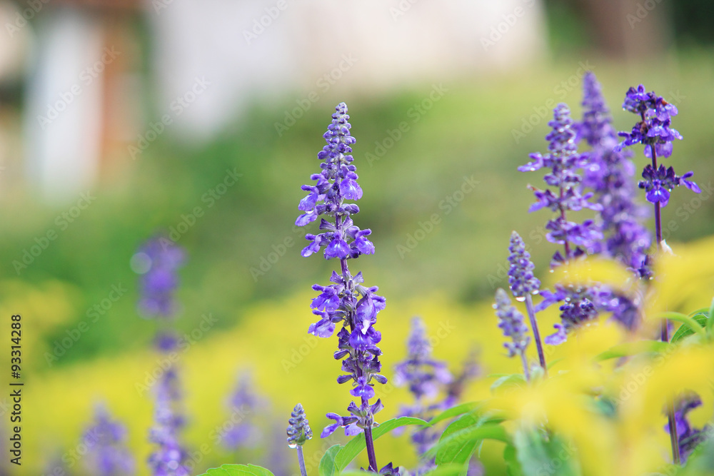 Fototapeta premium Natural Violet flower in the garden for background