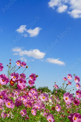 ピンク色のコスモスの花