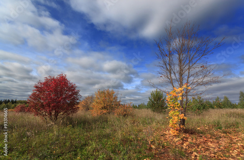 Beautiful autumn trees against the blue sky with clouds
