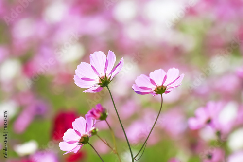 ピンク色と赤色のコスモスの花