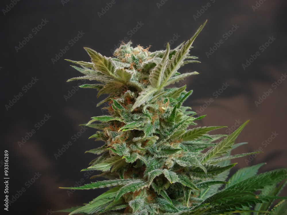 cannabis cannabis
