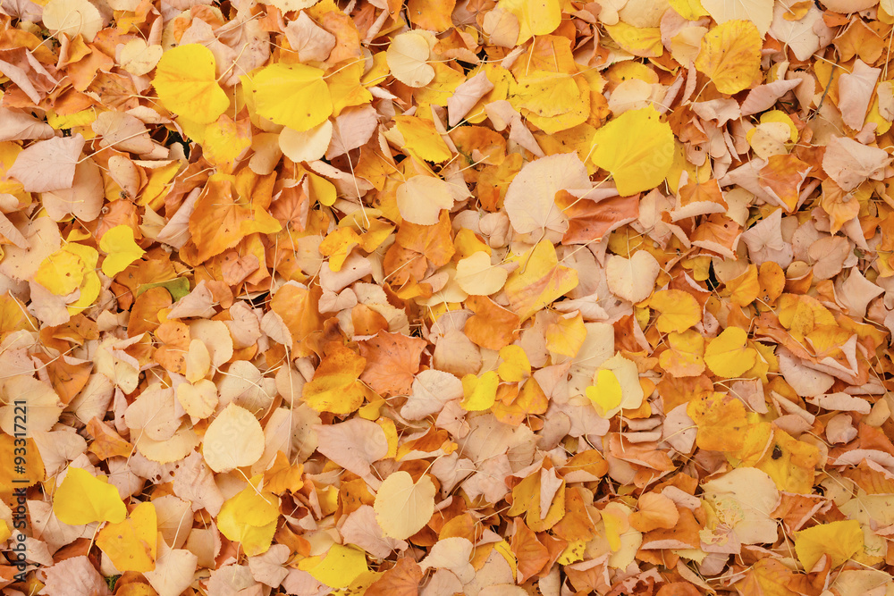 Autumn foliage background. Autumn foliage background.
