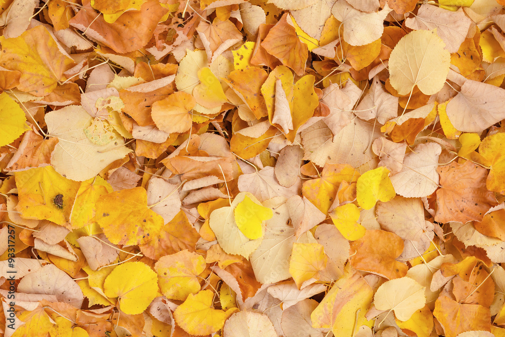Autumn foliage background. Autumn foliage background.