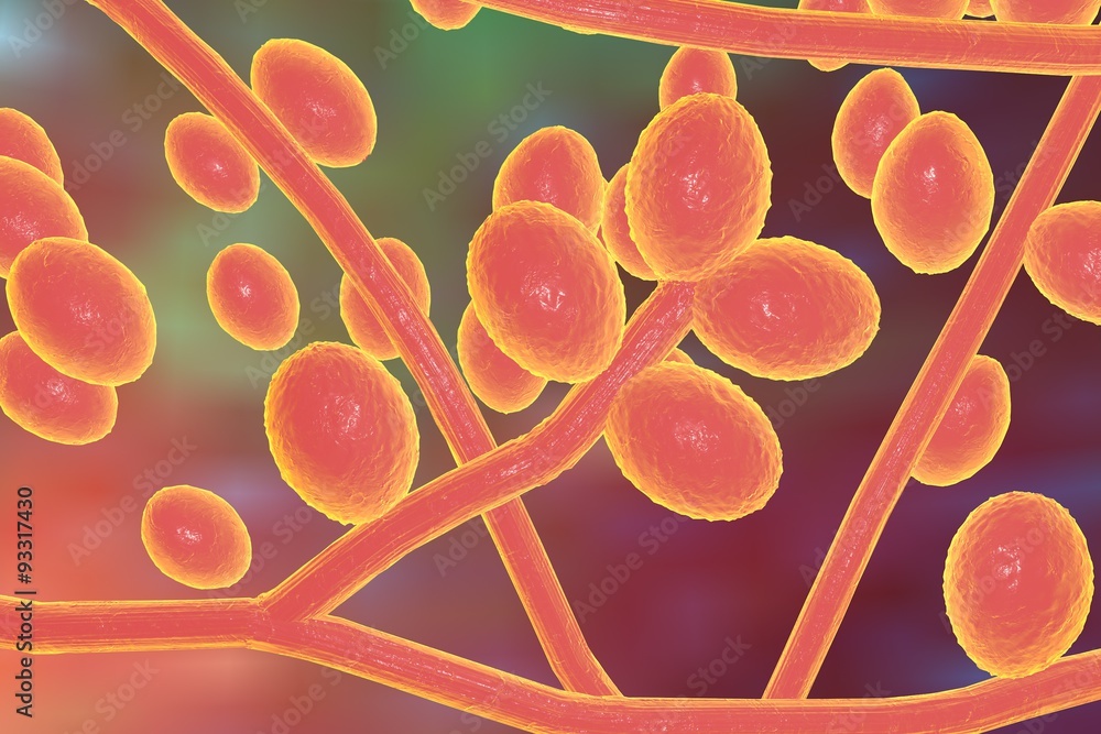 Microscopic illustration of fungi Trichophyton rubrum which cause tinea, athlete's foot