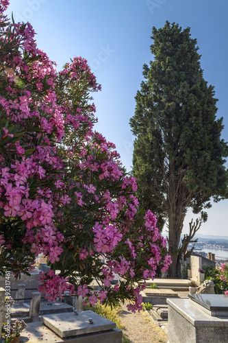 Cemetery in old town of sibenik  © zlatkozalec