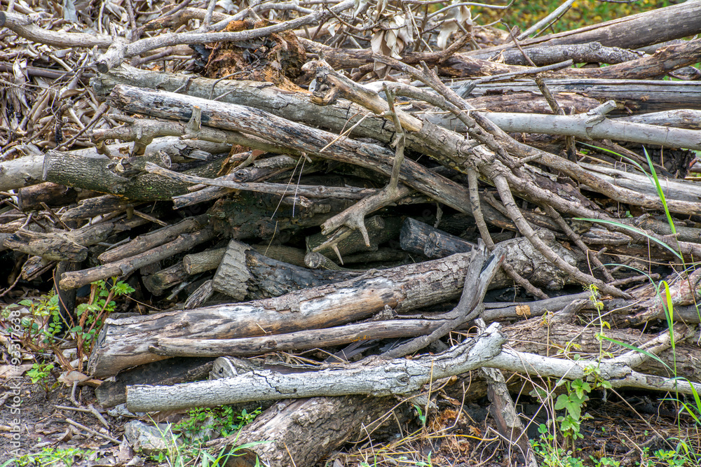 An image of a lot of pyre, woodpile, pyre from mango tree. An image of a lot of pyre, woodpile, pyre from mango tree.