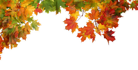Autumn falling leaves isolated on white background