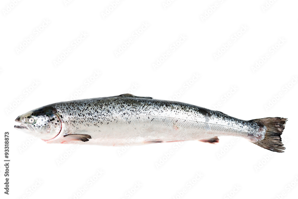 Sea trout isolated on white Sea trout isolated on white