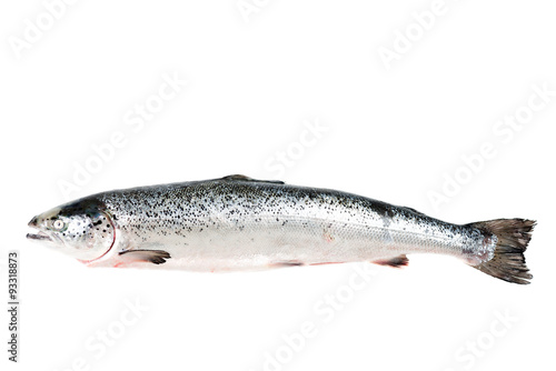 Sea trout isolated on white