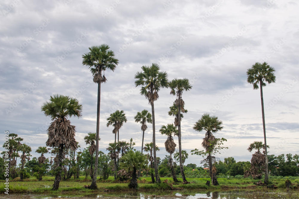 Fields and palm after the rain.