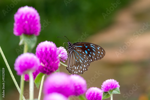 Butterfly © applechu
