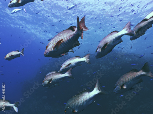 red snapper school