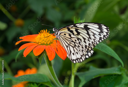 butterfly on flower #93321813
