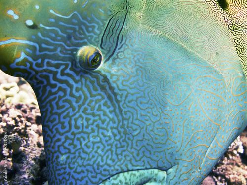 Canvas Print napoleon fish closeup