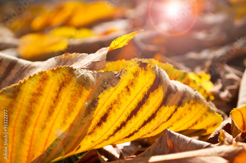 feuilles de châtaignier tombées au sol avec rayon de lumière photo
