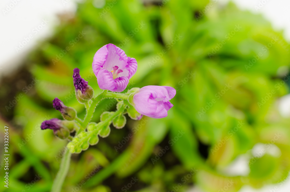 Blüte vom Kapsonnentau (Fleischfressende Pflanze) Blüte vom Kapsonnentau (Fleischfressende Pflanze)