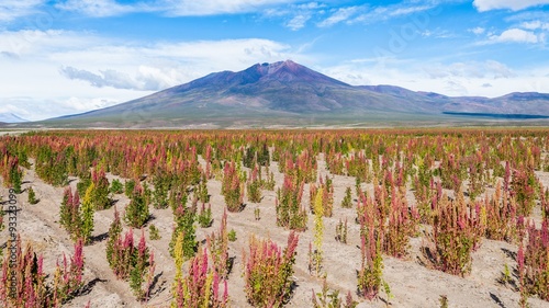 quinoa fields in the bolivian altiplano
