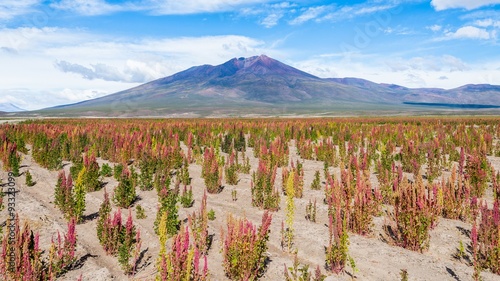 quinoa fields in the bolivian altiplano photo