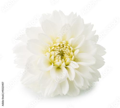 Fototapeta Naklejka Na Ścianę i Meble -  dahlias flower isolated on the white background