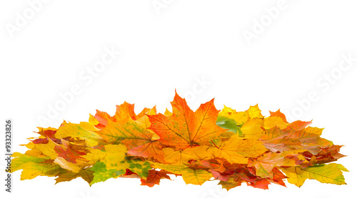 Autumn red and yellow maple leaves isolated on white