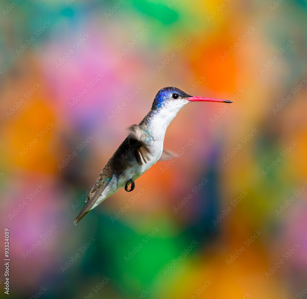 Fototapeta premium Broad billed Hummingbird. Hummingbird art and crafts. This is a new line of shots using a multicolored background to show the beauty of the bird to a new level.