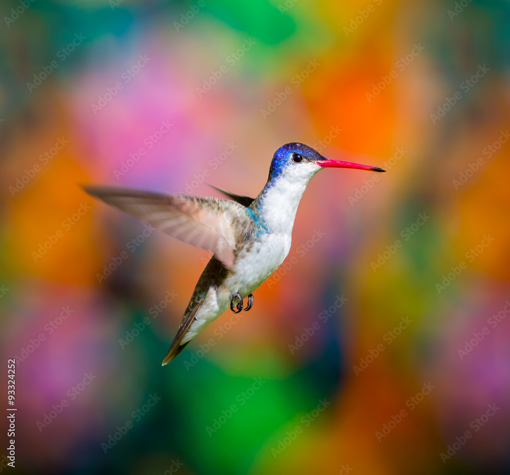 Naklejka premium Violet Crowned Hummingbird. Using different backgrounds the bird becomes more interesting and blends with the colors. These birds are native to Mexico and brighten up most gardens where flowers bloom.