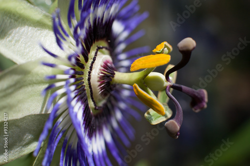 Gros plan sur une fleur de passiflore