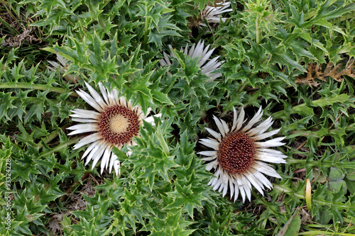 Fototapeta Naklejka Na Ścianę i Meble -  carlina acaulis