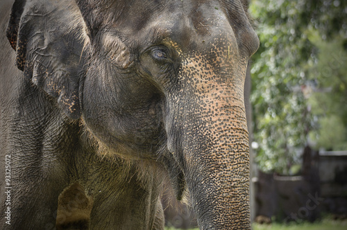 Close-up face of Asian elephants