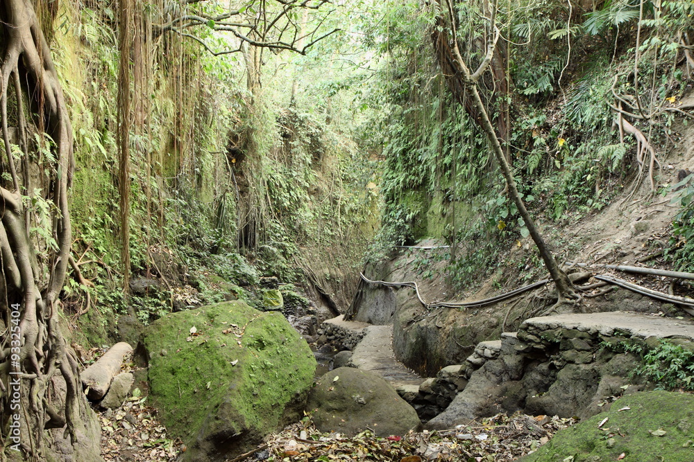 Fototapeta premium Banyanwald
