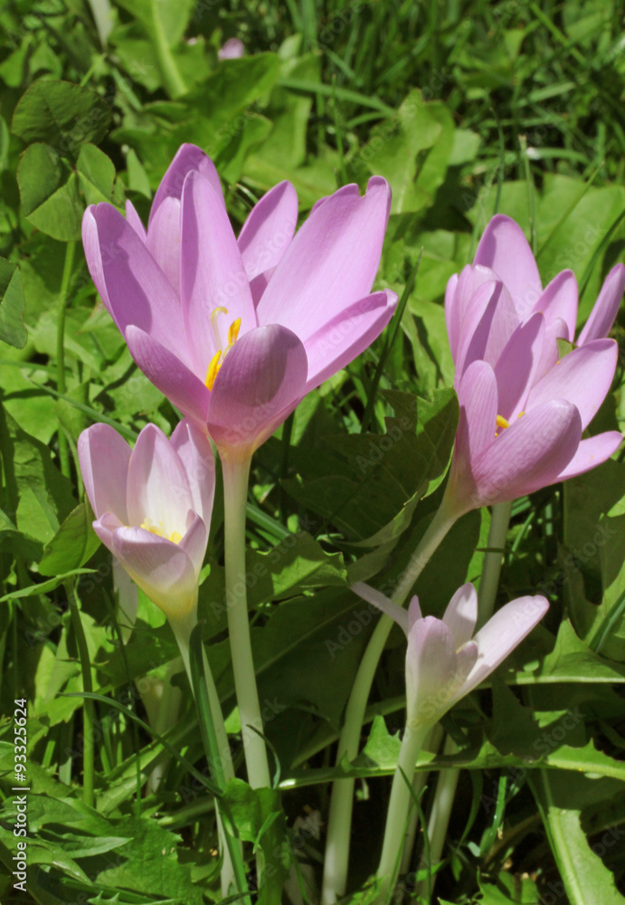 colchico (colchicum autumnale) colchico (colchicum autumnale)