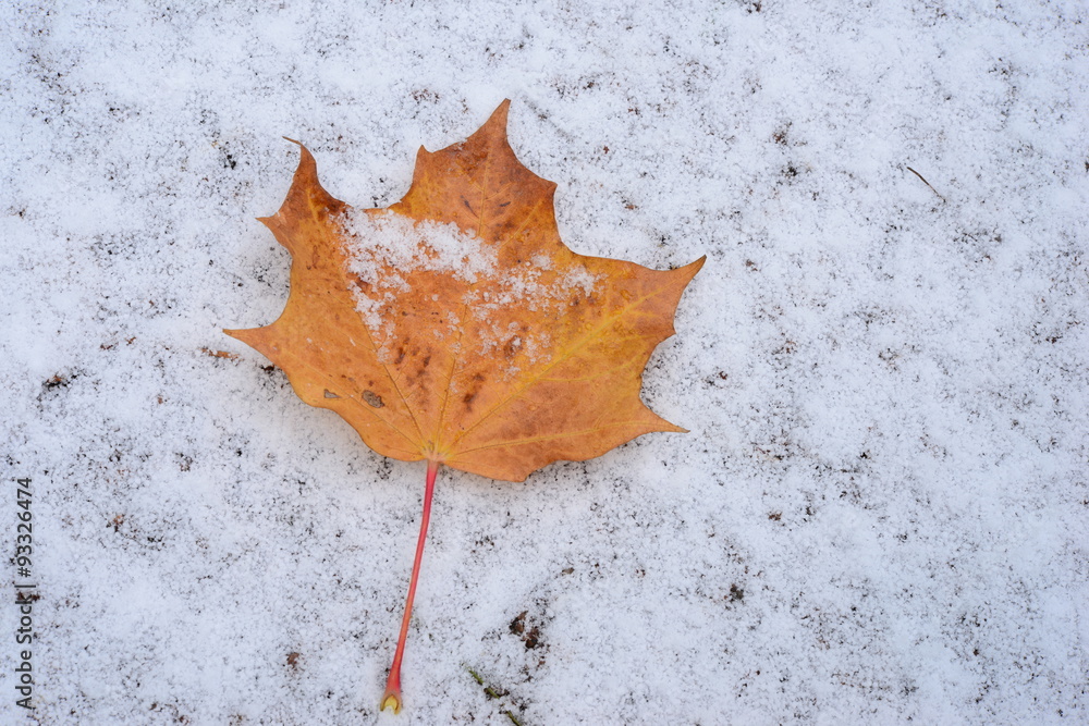 Maple leaf on a white background first autumn snow Maple leaf on a white background first autumn snow