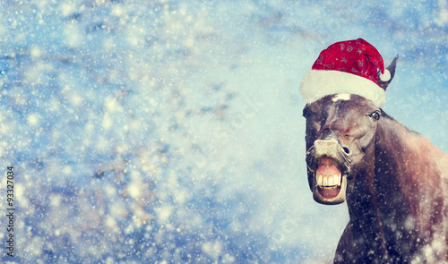 Funny Christmas horse with Santa hat smiling and looking into camera