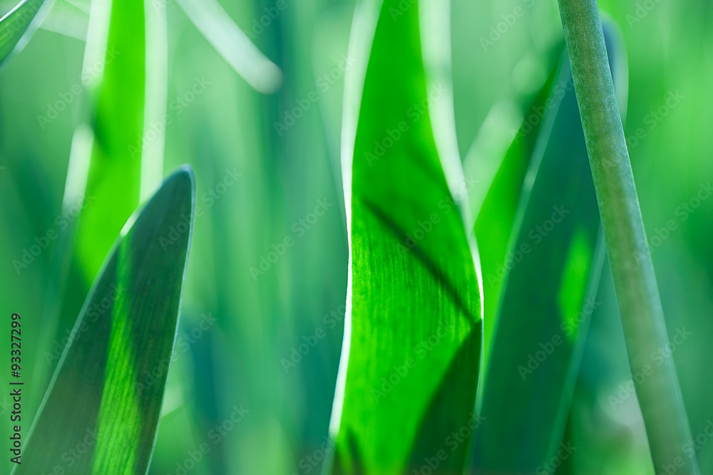 Green grass. Soft focus Green grass. Soft focus
