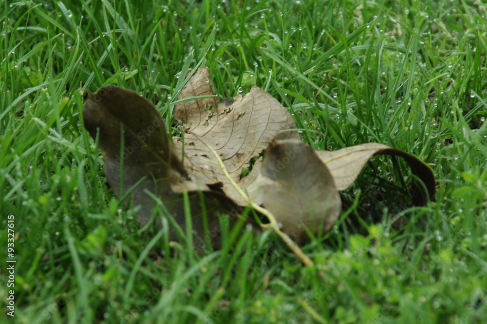 Obraz premium feuille morte