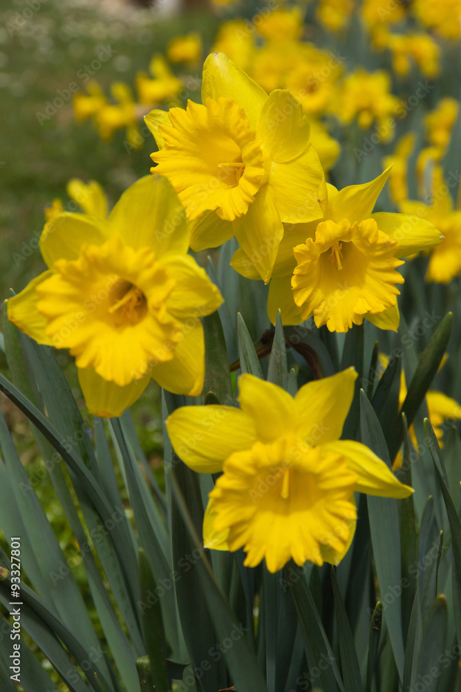 Flores amarillas de Narciso en jardín al sol