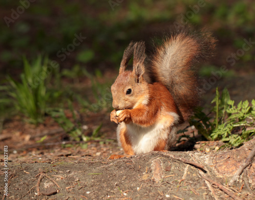 A squirrel eating the nut