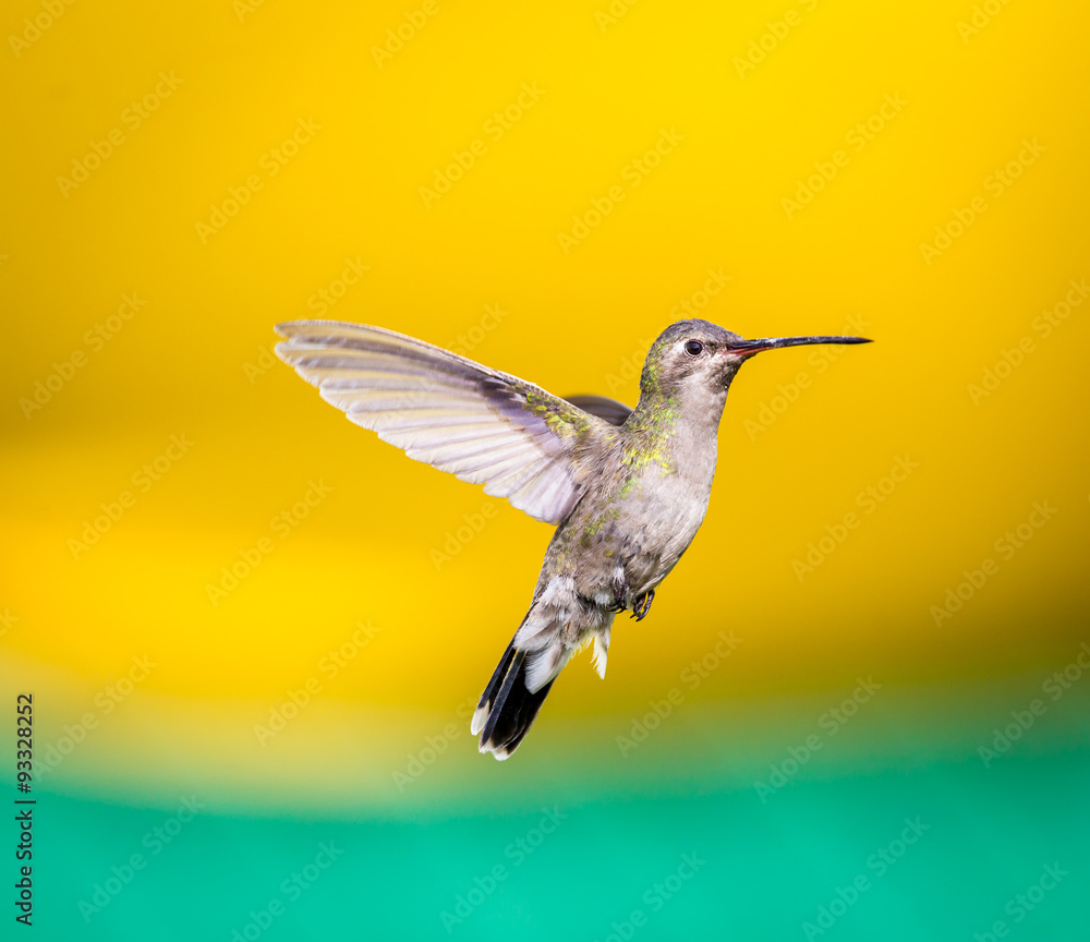 Obraz premium Broad Billed Hummingbird. Using different backgrounds the bird becomes more interesting and blends with the colors. These birds are native to Mexico and brighten up most gardens where flowers bloom.