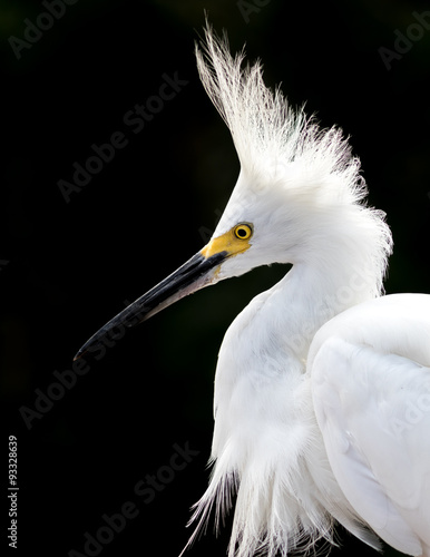 Snowy Egret showing plumage with a black background.