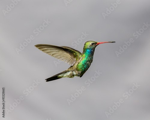 Broad Billed Hummingbird. Using different backgrounds the bird becomes more interesting and blends with the colors. These birds are native to Mexico and brighten up most gardens where flowers bloom. © Hummingbird Art