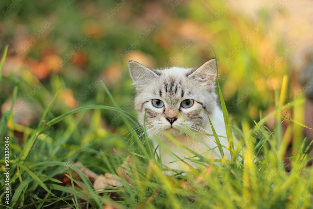 Adorable white Siamese kitten with blue eyes standing on the law Adorable white Siamese kitten with blue eyes standing on the law