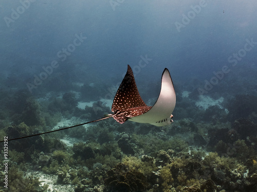 spotted eagle ray