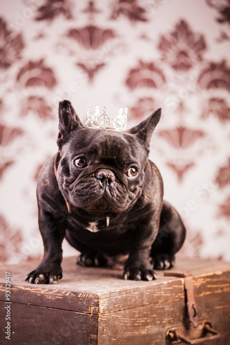 french bulldog king