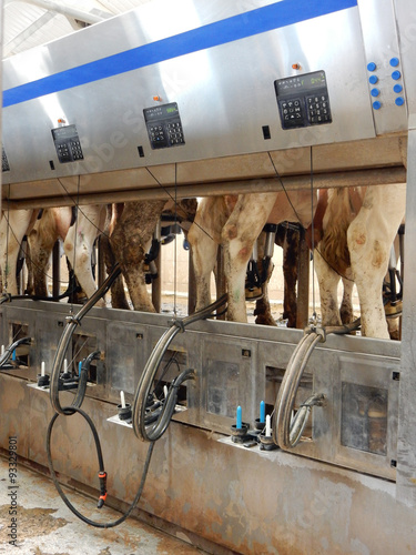 Fotografi milking machine on cow farm