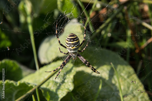 Wespenspinne im eigenen Netz in der Heide - Wasp spider in its own spider web in the heath