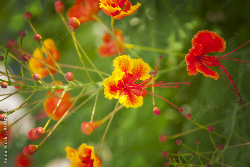 Peackock flower Peackock flower