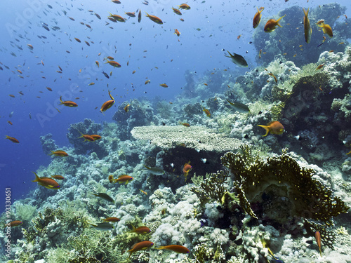 Fototapeta Naklejka Na Ścianę i Meble -  coral reef seascape